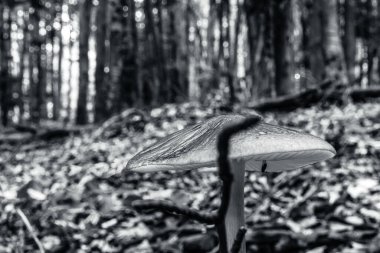 Ormanda mantar, siyah ve beyaz