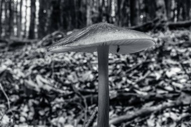 Makro fotoğraf, Hayvanlar, Doğa, urope, Doğu Avrupa, Romanya - Canon EOS 4000D lensler: EF-S 18-55 mm f / 3.5-5.6 is II