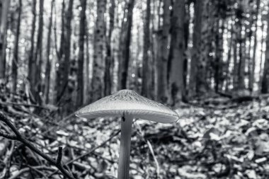 Sabah ormandaki mantarlar