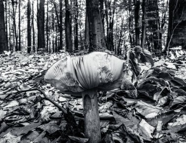 Ormanda beyaz mantar