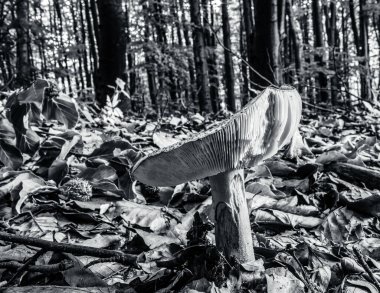 Sonbahar ormanında beyaz mantar, siyah arka plan.