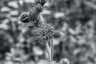 Doğada bir devedikeni güzel çiçek