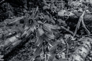 bir ağacın siyah beyaz fotoğrafı