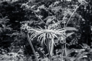 Güzel siyah ve beyaz çiçek