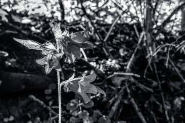 Yerde siyah ve beyaz yapraklar