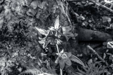 Ormanda güzel çiçekler