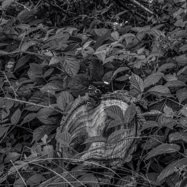 Siyah beyaz bir kedinin yakın plan çekimi.