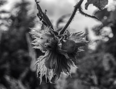Bahçedeki çiçeklerin güzel manzarasını kapat.