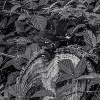 ormanda siyah beyaz sincap