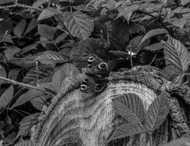 Ormandaki güzel ve gizemli ağaç.