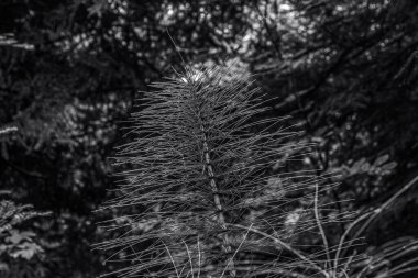 Ormandaki bir bitkinin yakınına.