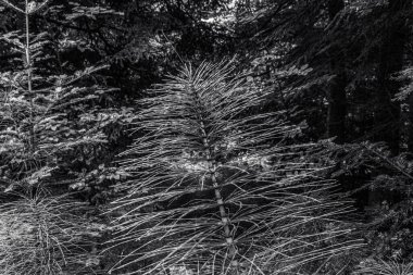 Ormanda çam ağacı dalları