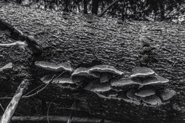 bir ağacın siyah beyaz fotoğrafı