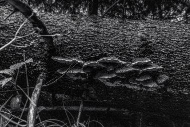 bir ağacın siyah beyaz fotoğrafı