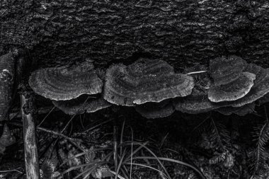 Bahçedeki ağaç gövdesine yakın çekim.