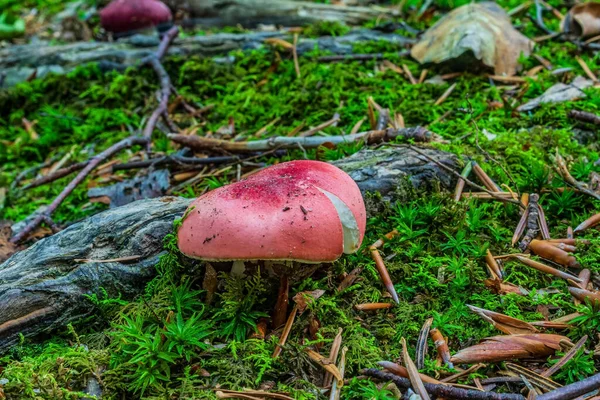 Sonbahar ormanında kırmızı ve beyaz mantar