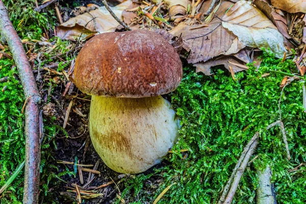 Sonbaharda orman tabanından büyüyen mantarlar