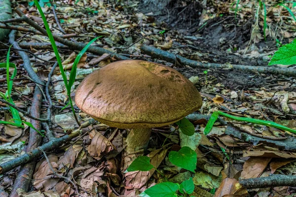 Ormanda mantar. sonbahar sezonu