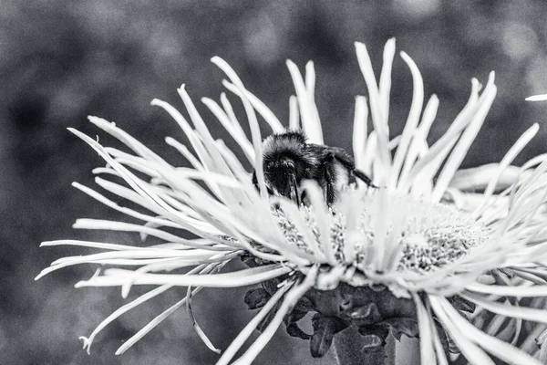 Güzel botanik fotoğrafı, doğal duvar kağıdı.
