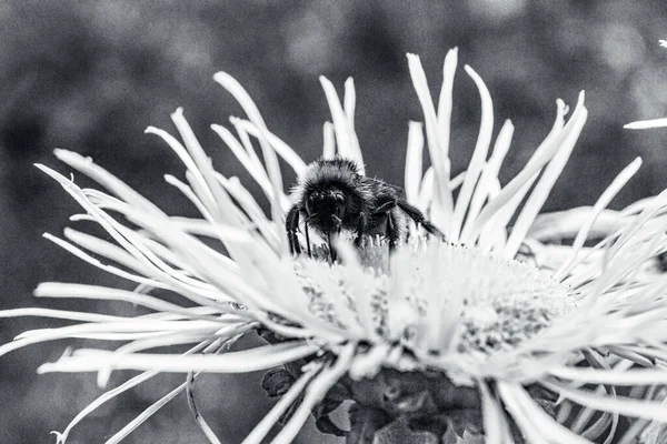 Tarladaki bir çiçekten nektar topluyorum.