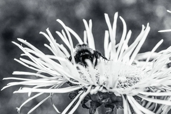 Bir karahindiba üzerindeki bir arının gri tonlu görüntüsü.