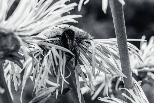 Bahçedeki siyah beyaz çiçeklere yaklaş.