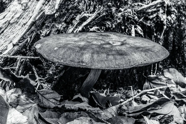 Ormanda büyük siyah beyaz bir mantar.
