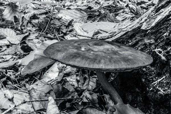 Mantarların siyah beyaz fotoğrafı