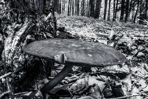 Ormandaki kütükte mantar, siyah beyaz fotoğraf.