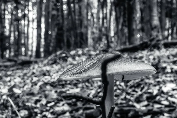 Ormanda mantar, siyah ve beyaz