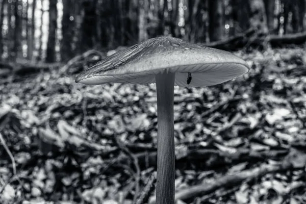 Makro fotoğraf, Hayvanlar, Doğa, urope, Doğu Avrupa, Romanya - Canon EOS 4000D lensler: EF-S 18-55 mm f / 3.5-5.6 is II