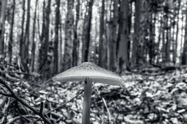 Sabah ormandaki mantarlar