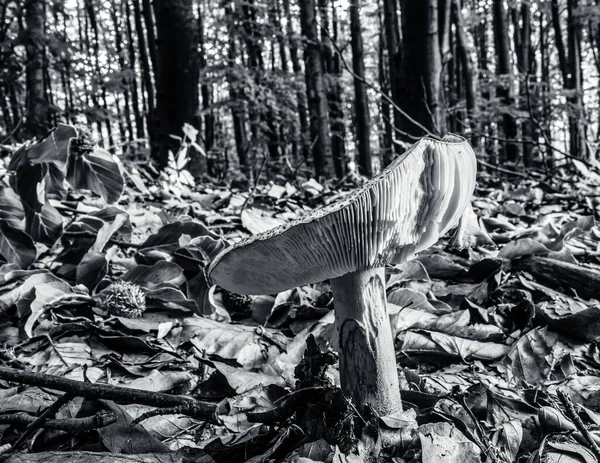 Sonbahar ormanında beyaz mantar, siyah arka plan.