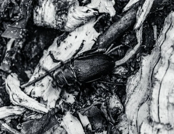 Ölü bir ağacın siyah beyaz fotoğrafı.