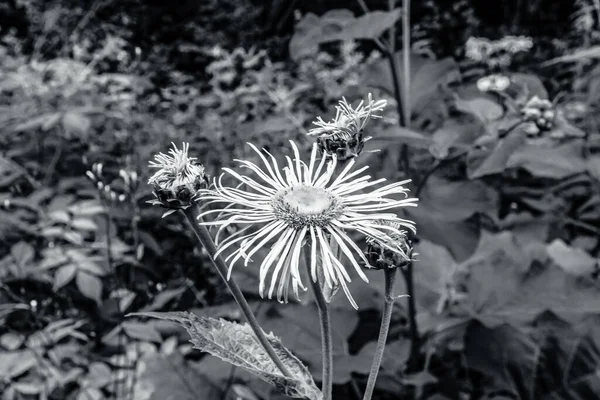 Bahçedeki siyah beyaz çiçek