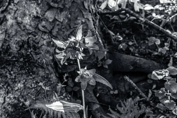 Güzel botanik fotoğrafı, doğal duvar kağıdı.