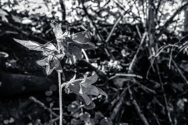 Yerde siyah ve beyaz yapraklar