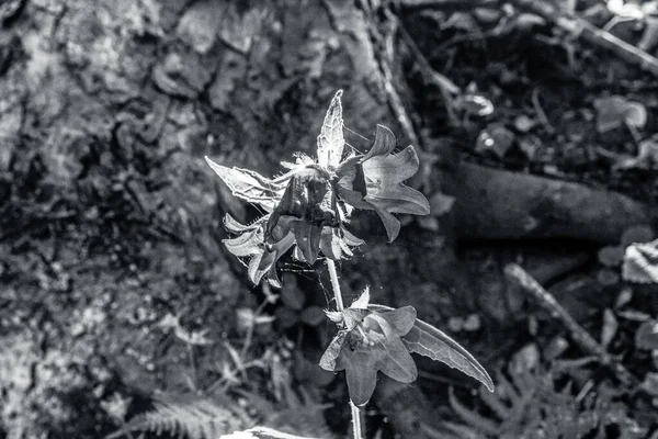 Ormanda güzel çiçekler