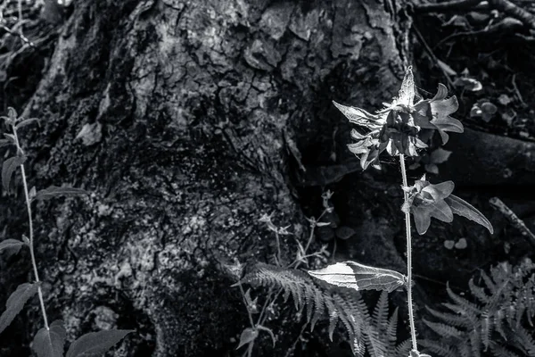 Parkın güzel manzarası