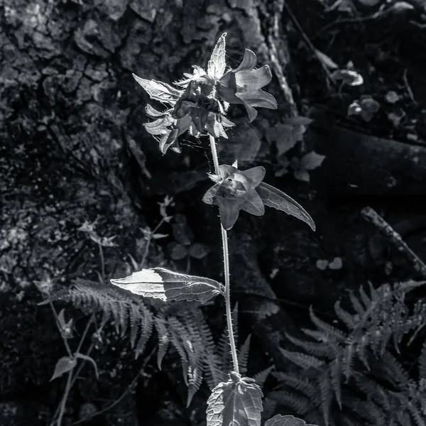 Güzel botanik fotoğrafı, doğal duvar kağıdı.