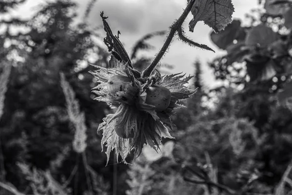 Güzel botanik fotoğrafı, doğal duvar kağıdı.