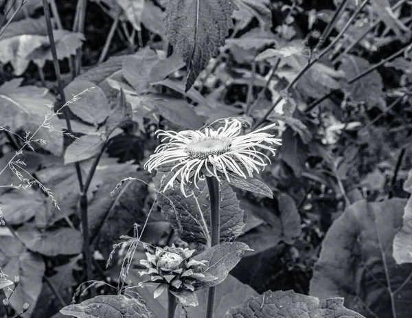 Bahçedeki güzel çiçekler