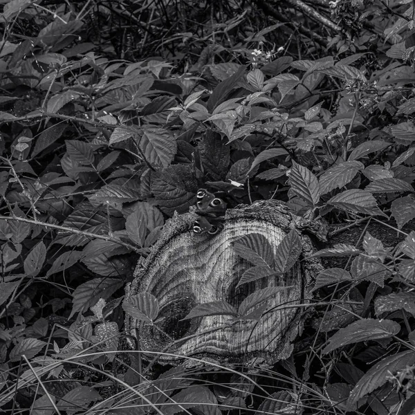 Siyah beyaz bir kedinin yakın plan çekimi.