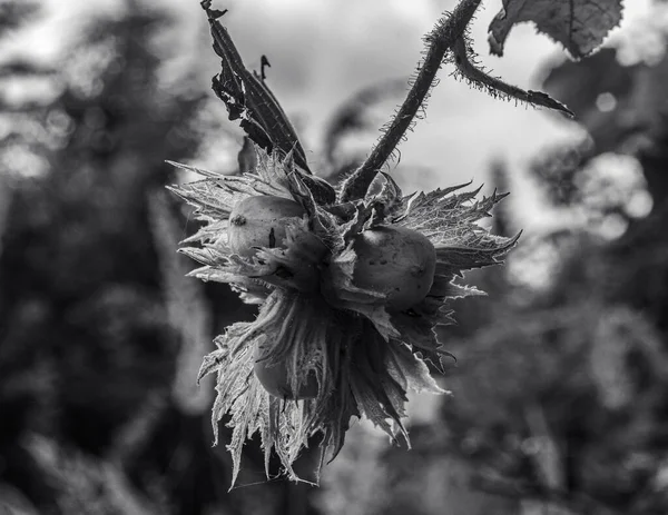 Bahçedeki çiçeklerin güzel manzarasını kapat.