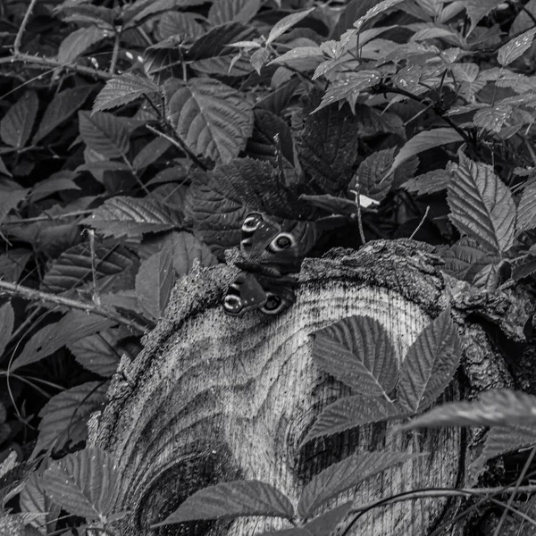 ormanda siyah beyaz sincap