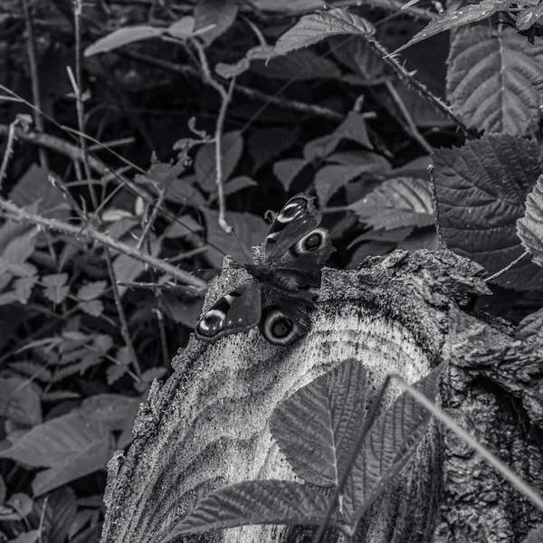 Bir yılanın siyah beyaz fotoğrafının yakın çekimi.