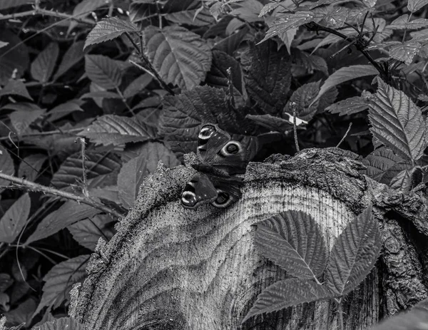 Ormandaki güzel ve gizemli ağaç.