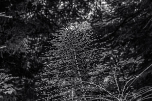Ormandaki bir bitkinin yakınına.