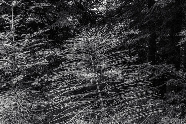 Ormanda çam ağacı dalları