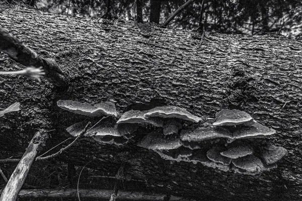 bir ağacın siyah beyaz fotoğrafı